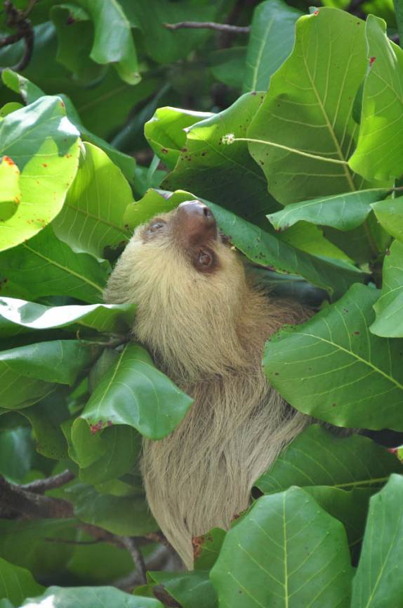 Encontro com uma preguiçosa bicho-preguiça mascarada no Parque Nacional de Manuel Antonio, no litoral do Oceano Pacífico, na Costa Rica